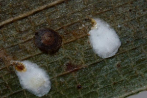 Štít - různé telefony Štít - různé telefony